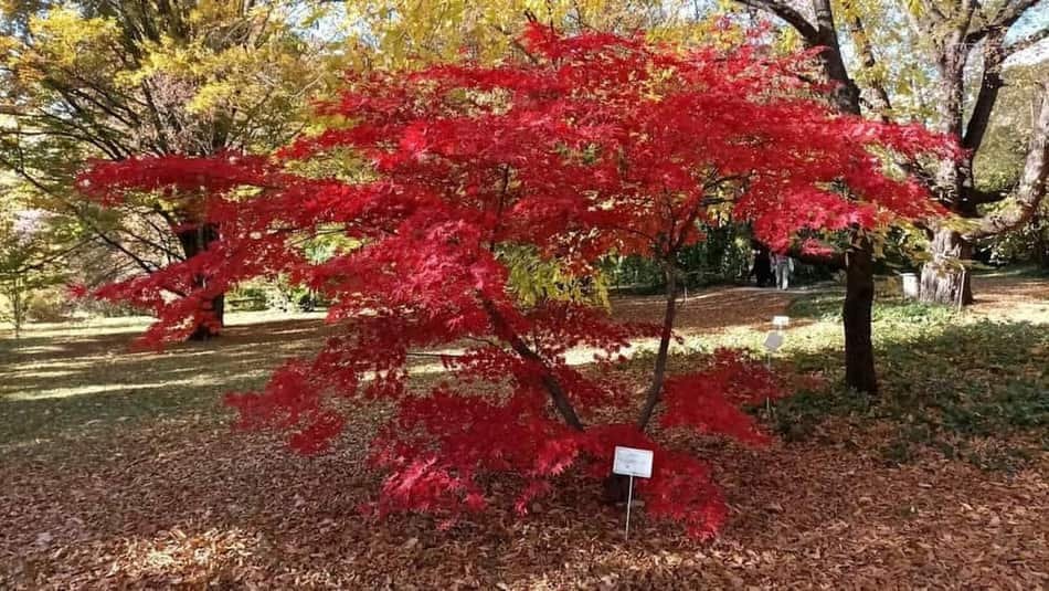 Buda Arboretum