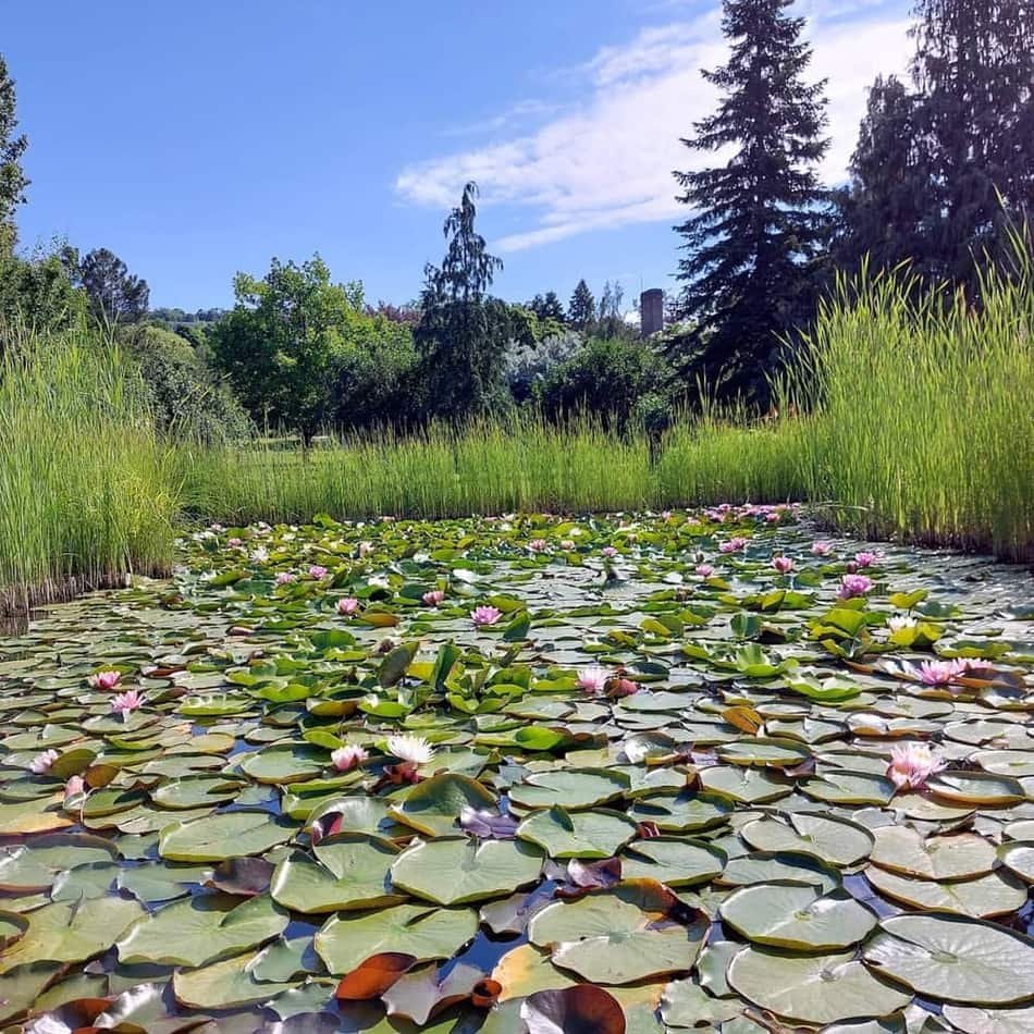 Buda Arboretum — 3