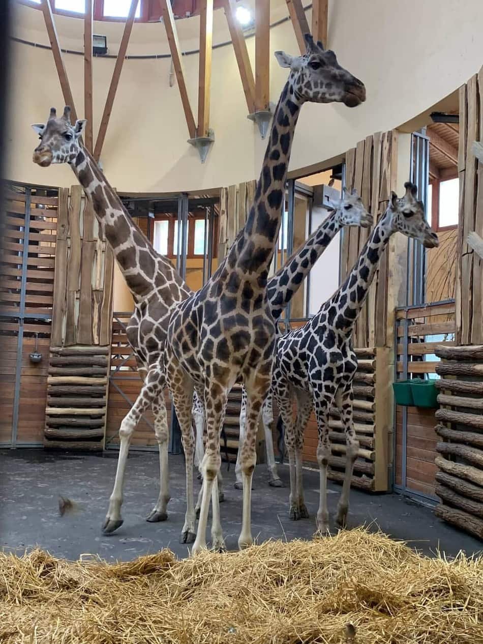 Budapest Zoo & Botanical Garden — 2