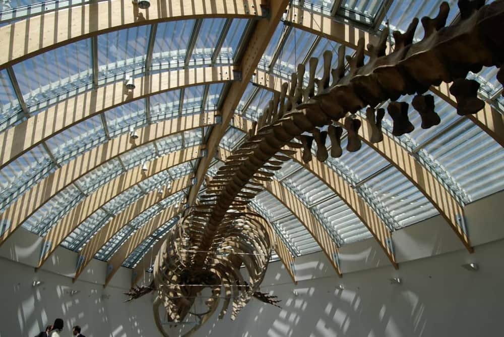 Hungarian Natural History Museum