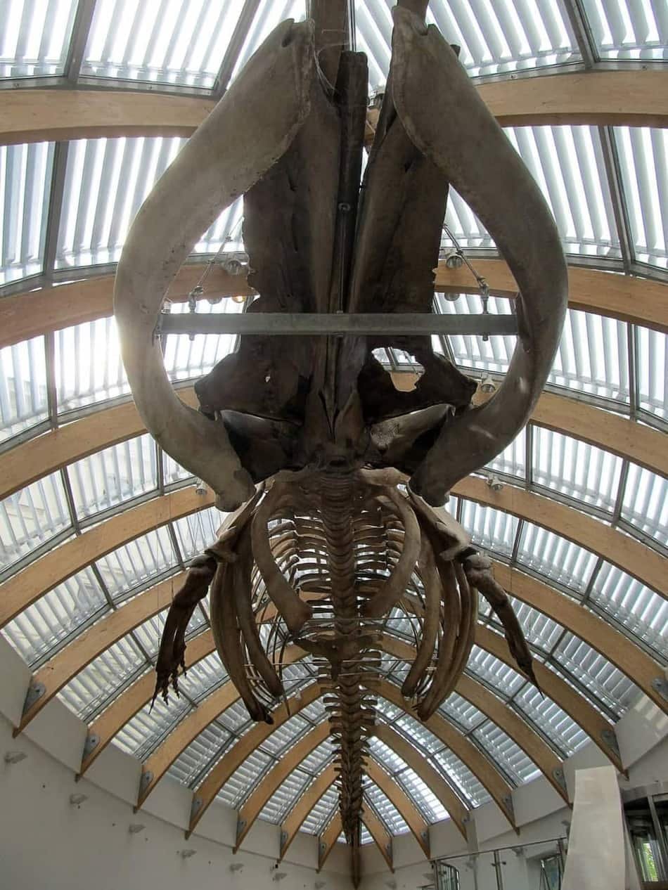 Hungarian Natural History Museum — 3