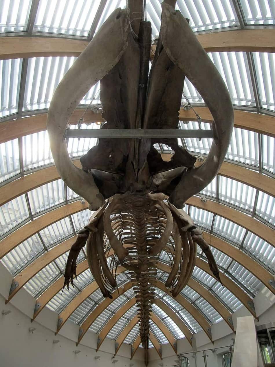 Hungarian Natural History Museum — 3