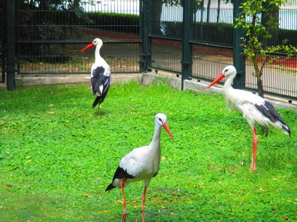 Margaret Island Mini Zoo