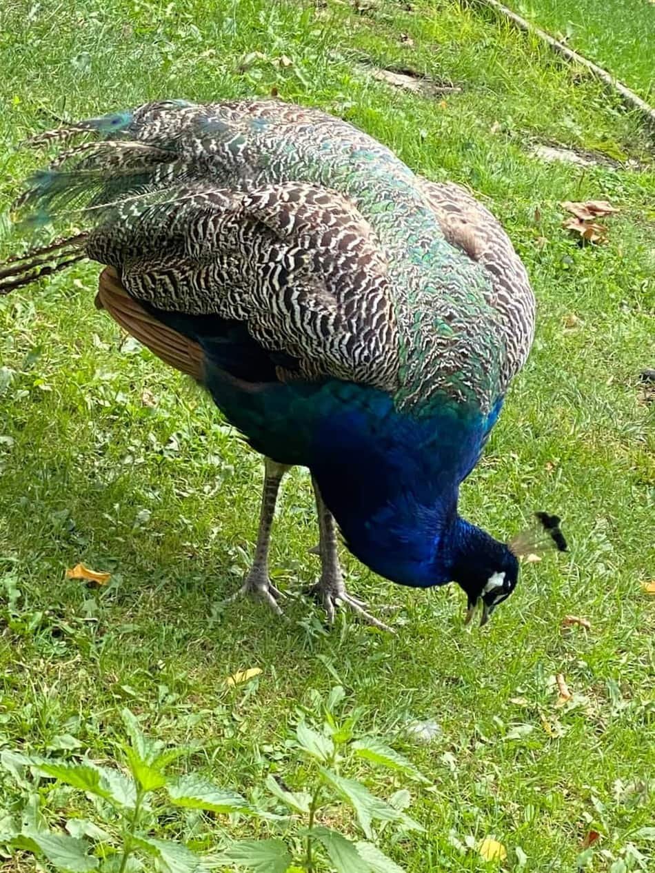 Margaret Island Mini Zoo — 2