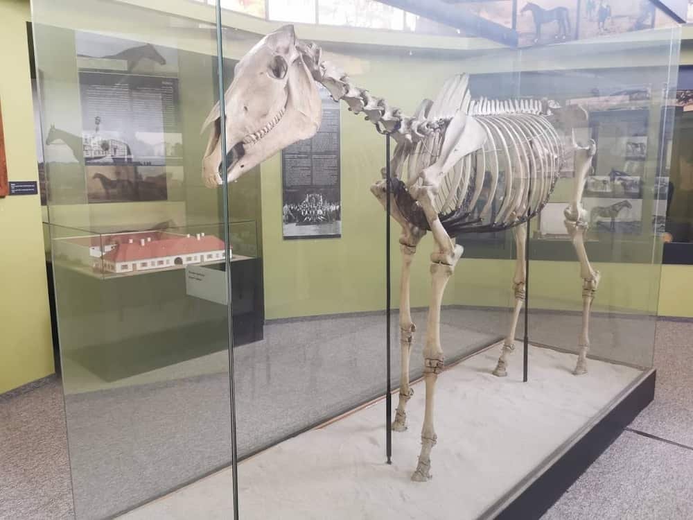 Museum of Hungarian Agriculture — 2