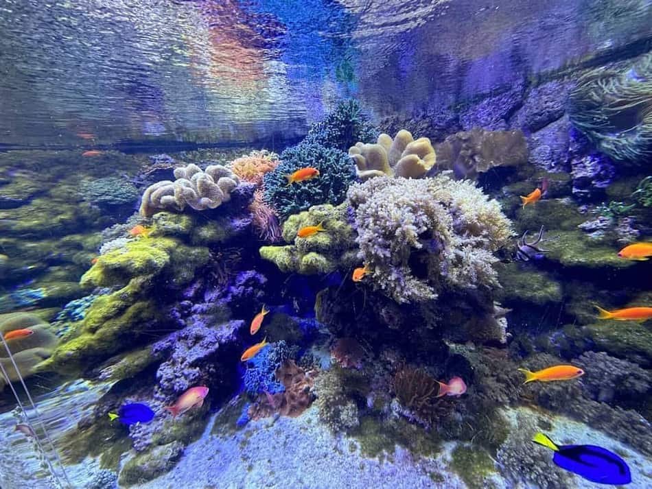Tropicarium-Oceanarium Kft. — 2