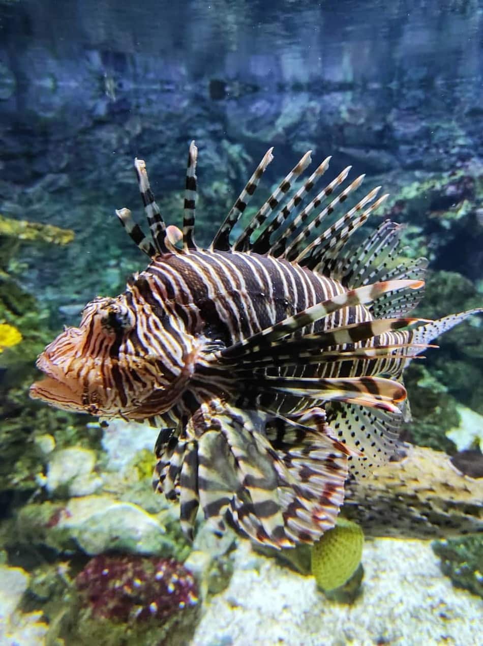 Tropicarium-Oceanarium Kft. — 3